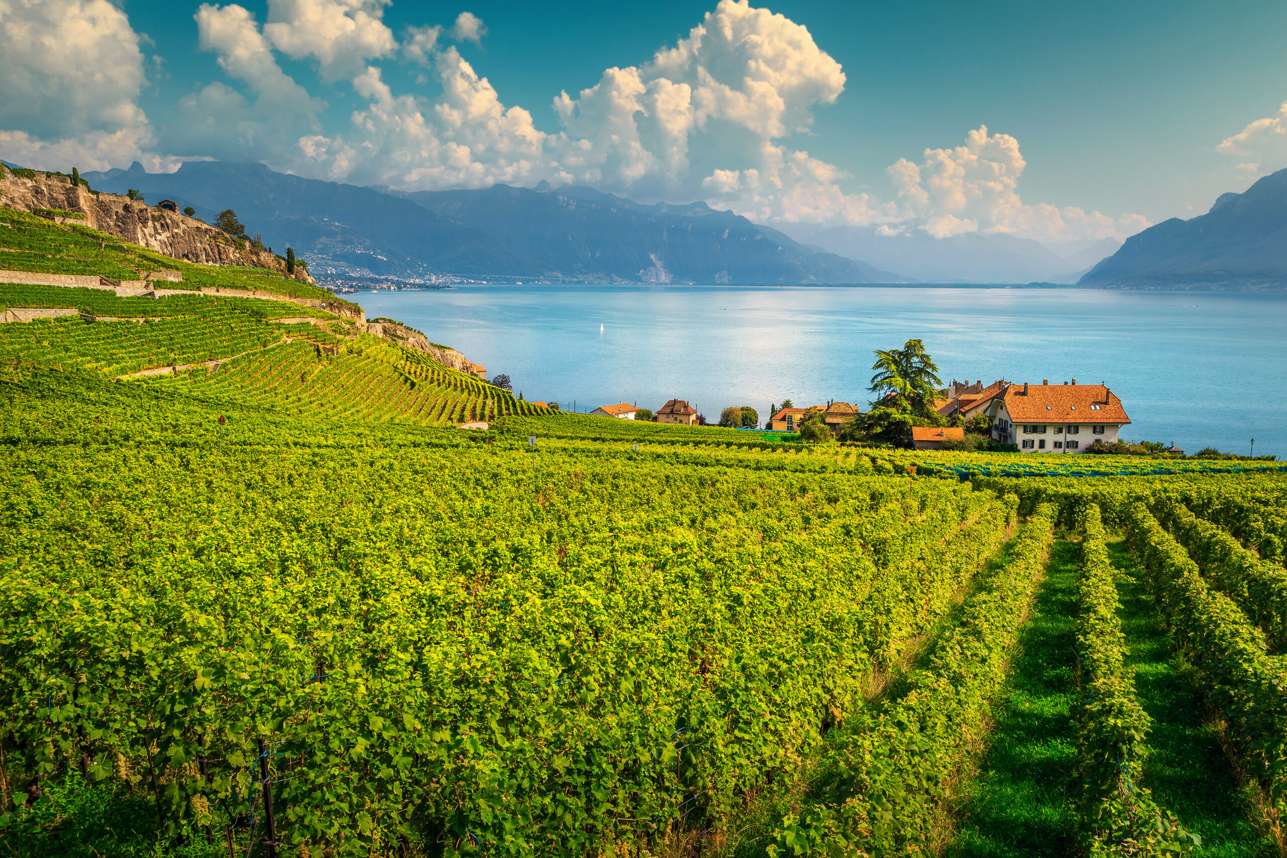 Vignoble de Lavaux descendant vers le Léman, maisons vigneronnes au bord du lac